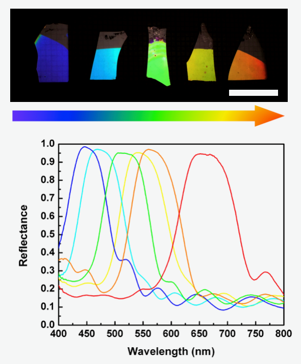 Photograph and spectrum, showing how the colour of porous DBR structures can be tuned. This demonstrates only some of the large variation in control we have over the structure using this method.